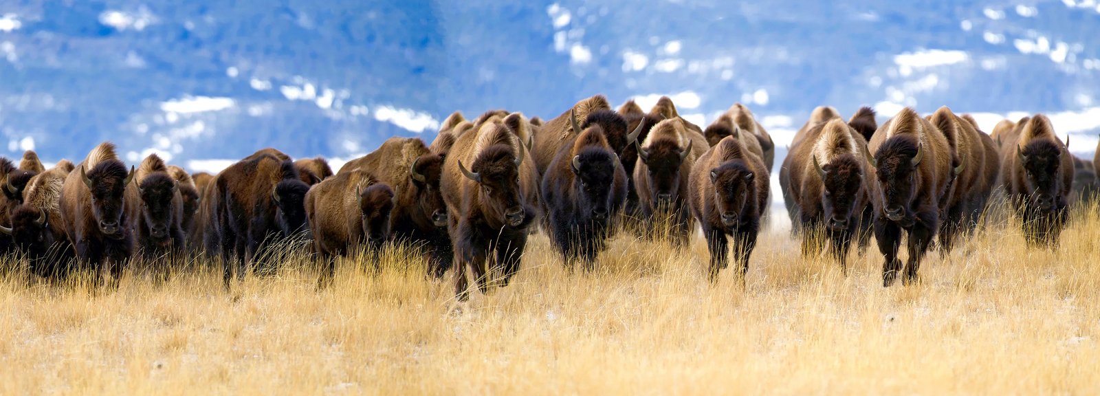 WILD MAMAS BISON