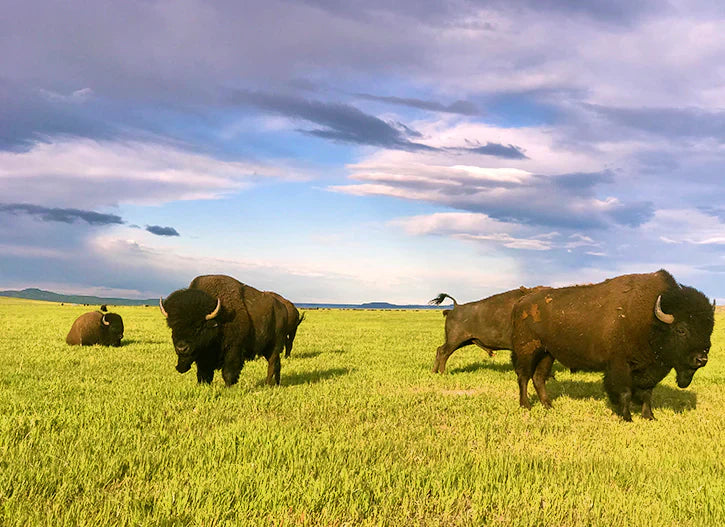 BISON: The Superior Ruminant - Wild Mamas