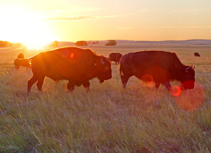 Why We Chose Bison