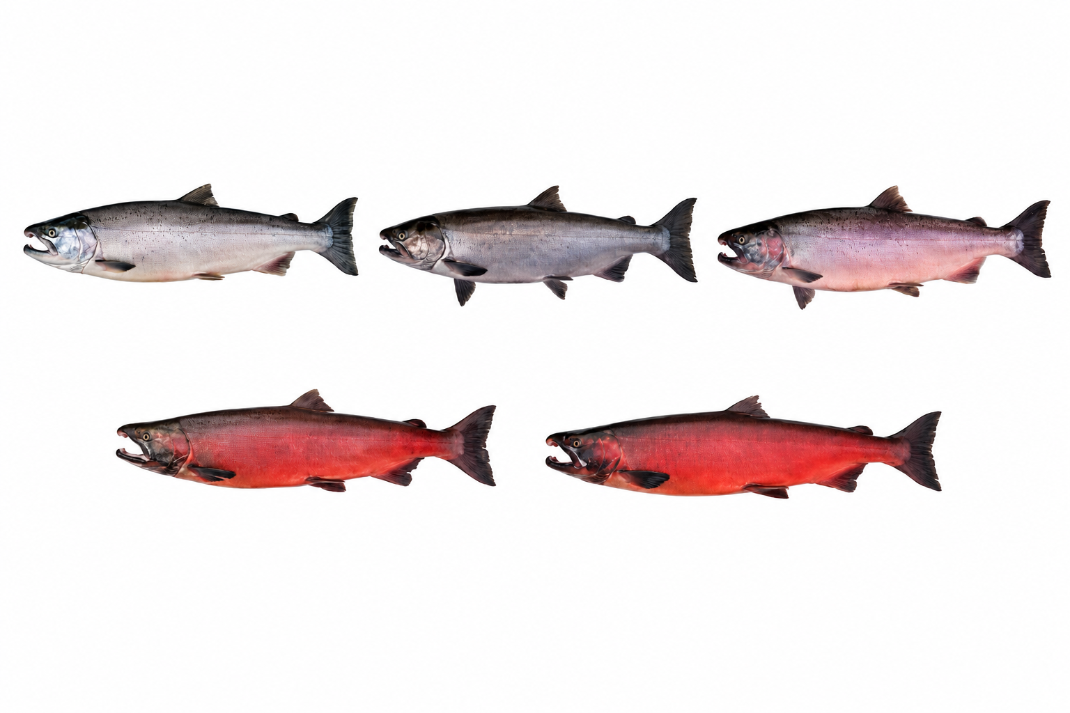 This Color Change in Salmon is Vital To Your Health.