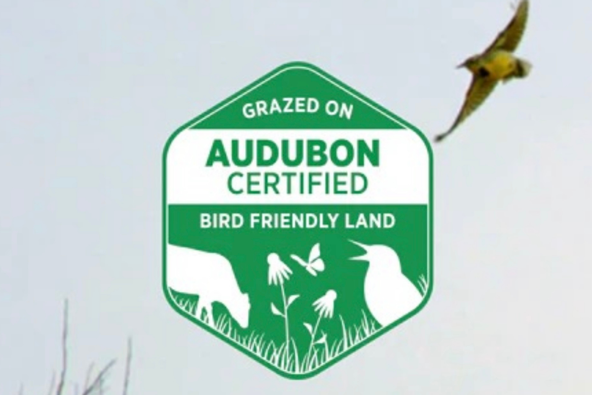 New! Family Multi-Wild Bison Organ Blend