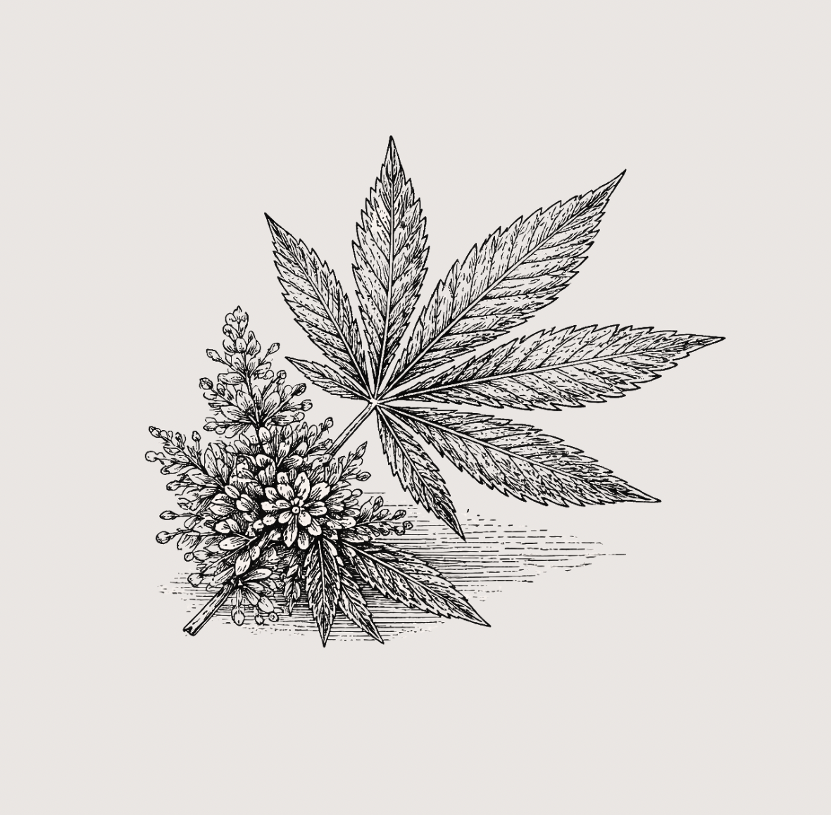 Wild Mamas Hemp Seed Oil